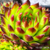 Jovibarba 'Feuerrad'