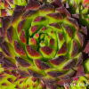 Jovibarba 'Feuerrad'