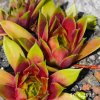 Sempervivum 'Wake Up'