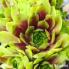 Sempervivum 'Wake Up'