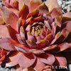 Sempervivum 'Dippy Dame'