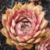 Sempervivum 'Dippy Dame'