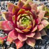 Sempervivum 'Dippy Dame'