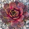 Sempervivum 'Basan'
