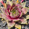 Sempervivum 'Basan'
