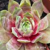 Sempervivum 'Basan'