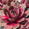 Sempervivum 'Basan'