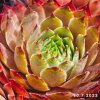 Sempervivum 'Adamina'