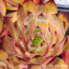 Sempervivum 'Adamina'