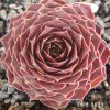 Sempervivum 'Ipf'
