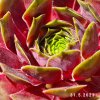 Sempervivum 'Ipf'