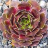 Sempervivum 'Ipf'