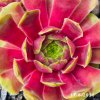 Sempervivum 'Ipf'
