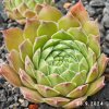 Sempervivum 'Yellow Citrin'
