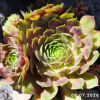 Sempervivum 'Corona'
