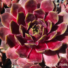 Sempervivum 'Corona'