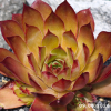 Sempervivum 'Orange Glow'