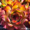 Sempervivum 'Orange Glow'