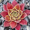 Sempervivum 'Pink Janis'