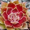 Sempervivum 'Pink Janis'