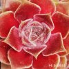 Sempervivum 'Pink Janis'