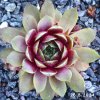 Sempervivum 'Abra-Lunata'