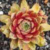 Sempervivum 'Abra-Lunata'
