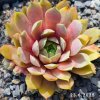 Sempervivum 'Abra-Lunata'