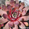 Sempervivum 'Abra-Lunata'