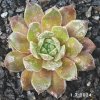 Sempervivum 'Mimi'