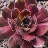 Sempervivum 'Mimi'