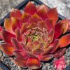 Sempervivum 'Mimi'