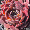 Sempervivum 'Mimi'