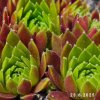Sempervivum 'Gelina'