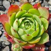 Sempervivum 'Grunspur'