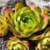 Sempervivum 'Grunspur'