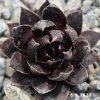 Sempervivum 'Bad Boy'