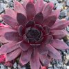 Sempervivum 'Bad Boy'