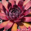 Sempervivum 'Bad Boy'
