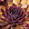 Sempervivum 'Bad Boy'