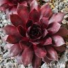 Sempervivum 'Bad Boy'