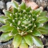 Sempervivum 'Pfälzer Träubchen'