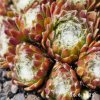 Sempervivum 'Pfälzer Träubchen'