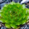 Sempervivum 'Plastic'
