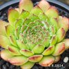 Sempervivum 'Plastic'