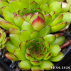Sempervivum 'Plastic'