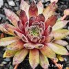 Sempervivum 'Green Plush'