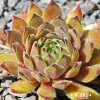 Sempervivum 'Green Plush'