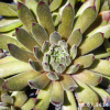 Sempervivum 'Green Plush'