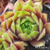 Sempervivum 'Heike'
